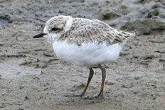 Snowy Plover